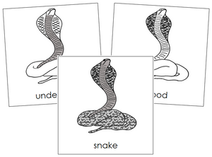 Snake Nomenclature Cards - Montessori Print Shop