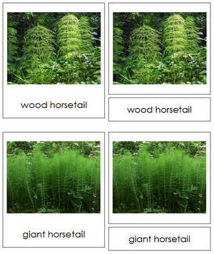 8 types of Sphenophyta (Horsetails) - Montessori Print Shop