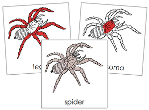Spider Nomenclature Cards (red) - Montessori Print Shop