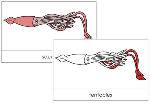 Squid Nomenclature Cards (red) - Montessori Print Shop