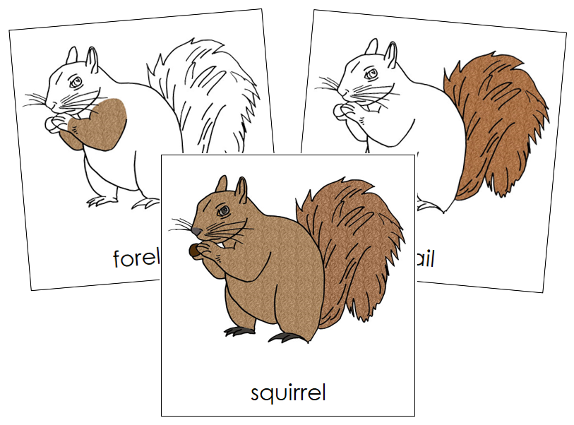 Squirrel Nomenclature Cards - Montessori Print Shop