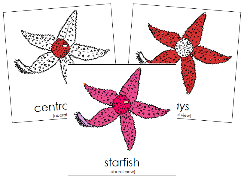 Starfish Nomenclature Cards (red) - Montessori Print Shop