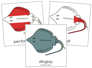 Stingray Nomenclature Cards (red) - Montessori Print Shop