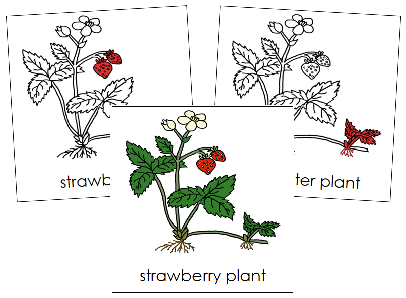 How TO Draw tomato plants step by step/draw a plant/tomato plant drawing -  GTDB Videos gtdb.org