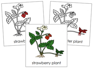 Strawberry Plant Nomenclature Cards (red) - Montessori Print Shop