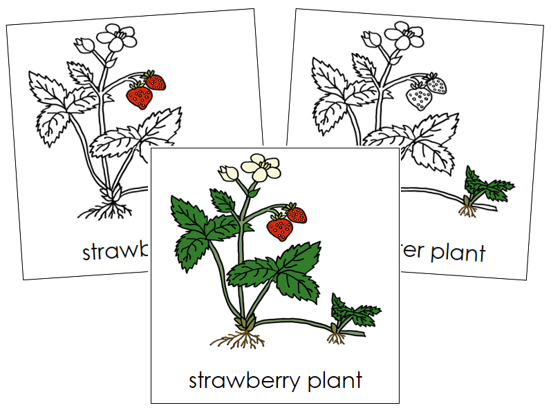 Strawberry Plant Nomenclature Cards - Montessori Print Shop