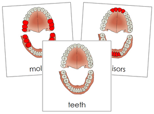 Teeth & Jaw Nomenclature Cards - Montessori Print Shop