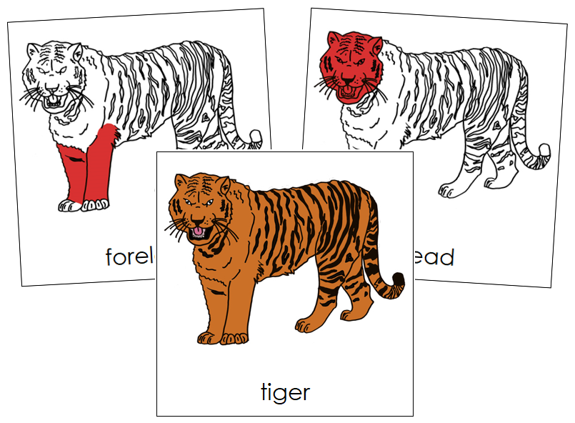 Tiger Nomenclature Cards (red) - Montessori Print Shop