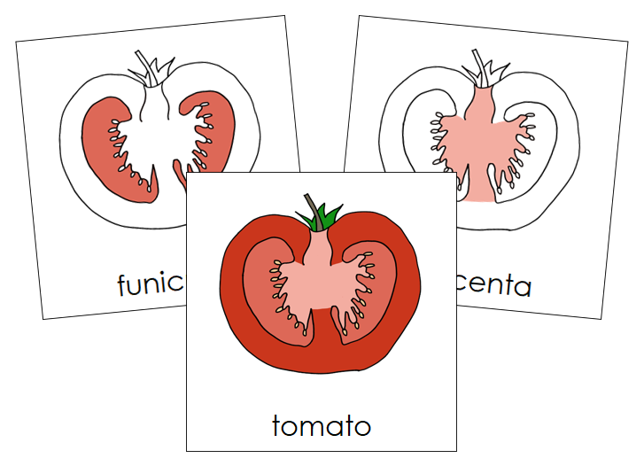 Parts of a Tomato Nomenclature Cards - Montessori Print Shop