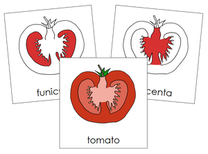 Parts of a tomato Nomenclature Cards (Red) - Montessori Print Shop
