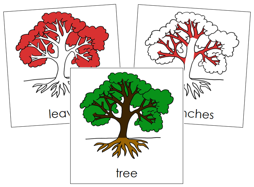 Tree Nomenclature Cards (red) - Montessori Print Shop tree-nomenclature-cards-red-montessori-print-shop