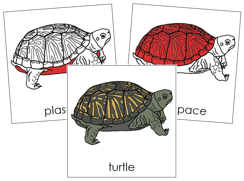 Turtle Nomenclature Cards (red) - Montessori Print Shop