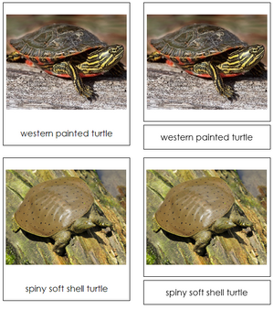 Turtle Cards - Montessori Print Shop