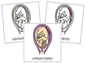 Unborn Baby Nomenclature Cards - Montessori Print Shop