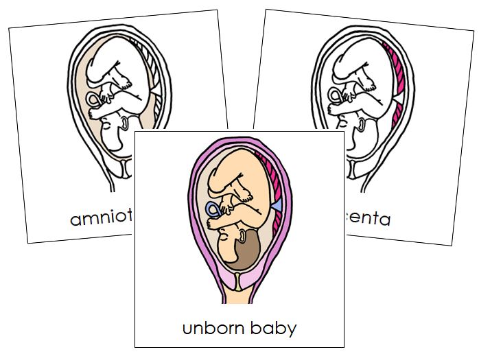 Unborn Baby Nomenclature Cards - Montessori Print Shop