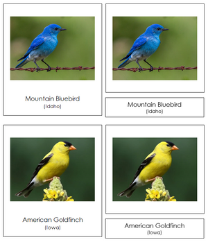 State Birds of the USA 3-Part Cards - Montessori Print Shop