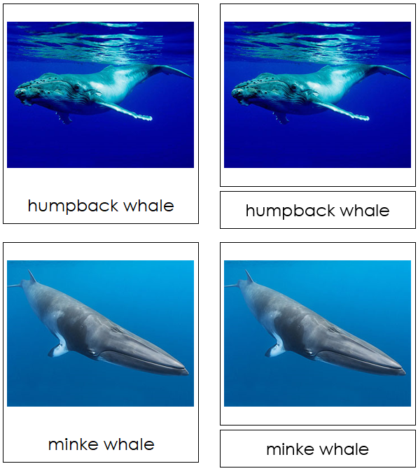 Whales 3-Part Cards - Montessori Print Shop