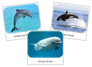 Whales and Dolphins Safari Toob Cards - Montessori Print Shop