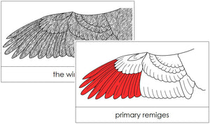 Wing Nomenclature Cards (red) - Montessori Print Shop