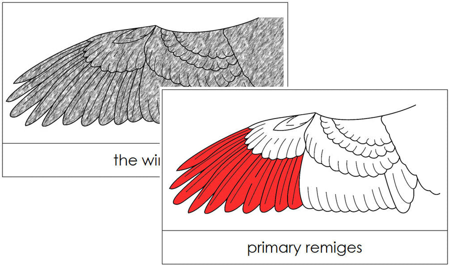 Wing Nomenclature Cards (red) - Montessori Print Shop