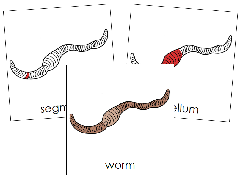 Worm Nomenclature Cards (red) - Montessori Print Shop