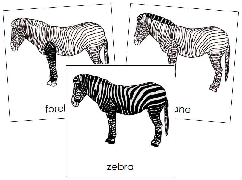 Zebra Nomenclature Cards - Montessori Print Shop